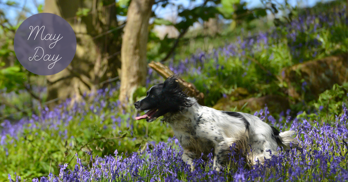 May Day Bank Holiday